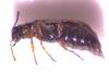 Dasytes sp.